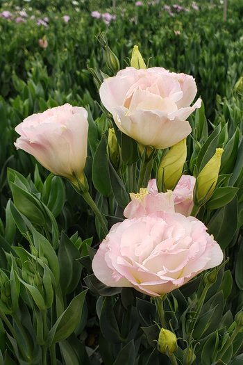 Lisianthus Rose 
